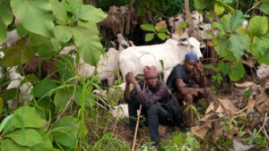 (ENQUETE) Transhumance dans la région Agonlin : Ouinhi, le grenier de la terreur