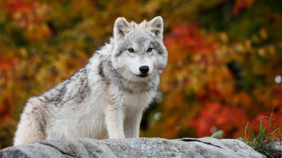 France : deux loups en liberté activement recherchés