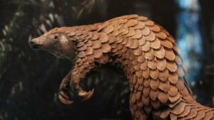 Trafic de pangolins au Nigéria : 17 trafiquants condamnés en Chine