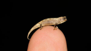 Ce caméléon infiniment petit peut tenir sur le bout d'un doigt
