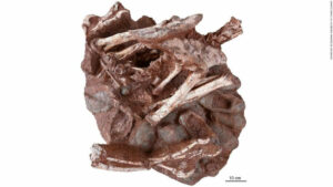 Un dinosaure assis sur un nid d'œufs avec des embryons fossilisés a été découvert