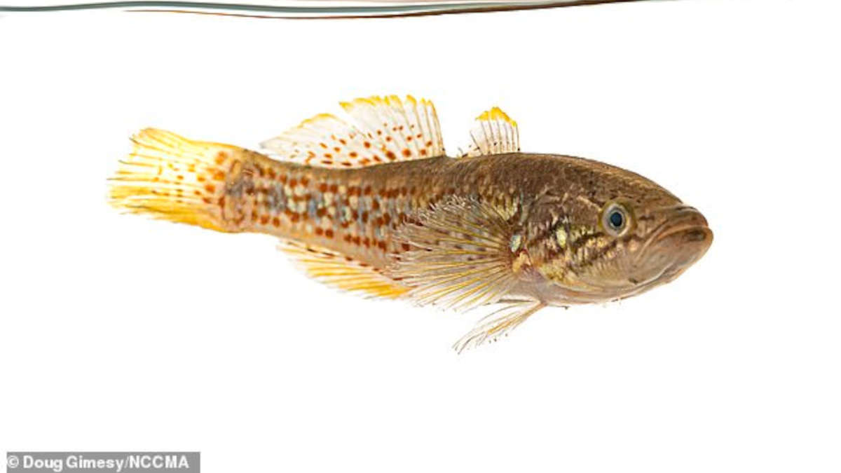 Un poisson d'une espèce que l'on pensait éteinte, retrouvé dans un lac