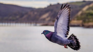«Pilule contraceptive» pour pigeons : une ville belge veut réduire leur nombre