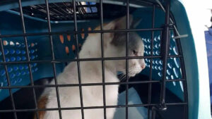 Un chat livreur de drogue arrêté au Panama