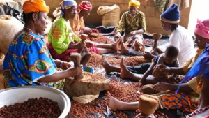 Des ramasseuses de karité