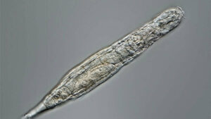 24000 ans après, un animal microscopique congelé revient à la vie