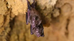 Coronavirus : une nouvelle forme découverte chez des chauves-souris