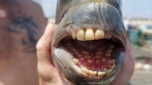 Un autre poisson avec des dents humaines capturé aux USA