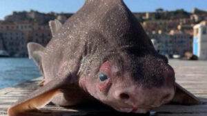 Un « requin cochon » retrouvé mort en Italie