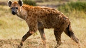 Des attaques d'hyènes contre des humains inquiètent les autorités au Kénya