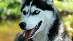 France : un maire accusé d'avoir tué un chien, il nie