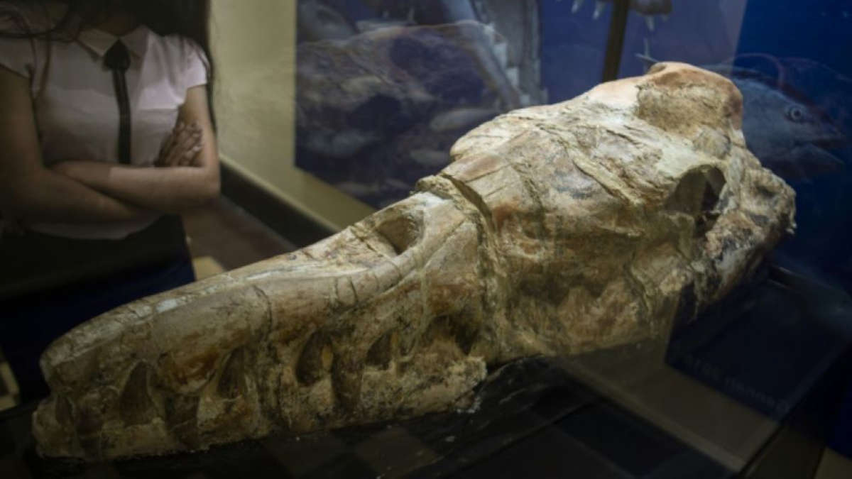 Le crâne d'un basilosaurus. Photo : 
AFP - ERNESTO BENAVIDES