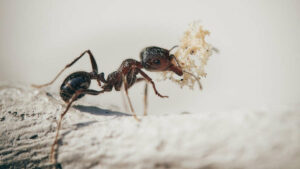 Détection des cancers: Des fourmis utilisées par des scientifiques