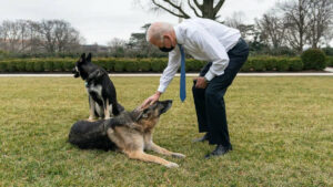«Morsures» du chien de Biden : des agents secrets étaient en colère contre la Maison-Blanche