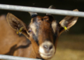 Zoophilie en France : un homme arrêté pour des rapports avec une chèvre