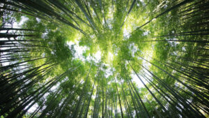 Un énorme gouffre abritant une forêt découvert en Chine