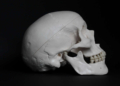 France : Un jardinier découvre un crâne humain en remuant la terre chez lui