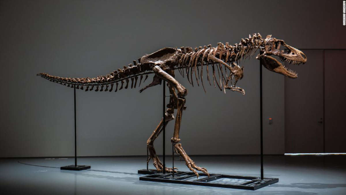 Le squelette du Gorgosaurus (Photo CNN)
