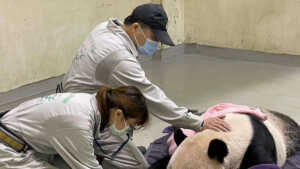 Taïwan: Tuan Tuan, le panda offert par la Chine en 2008 est mort