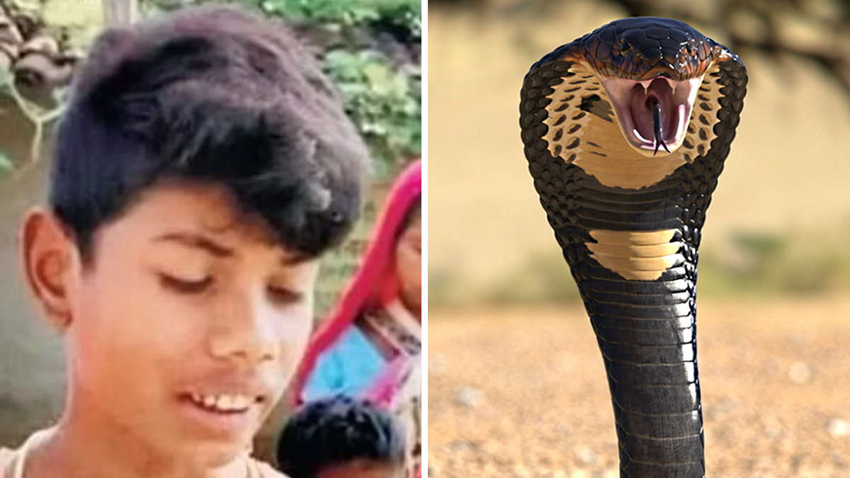Inde: mordu par un garçon, un cobra meurt