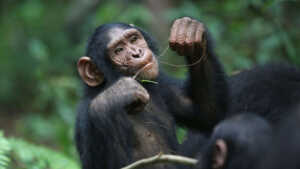 Attirer l'attention : comment des chimpanzés agissent comme des humains