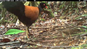 Un oiseau disparu depuis 1882 retrouvé en Papouasie Nouvelle Guinée