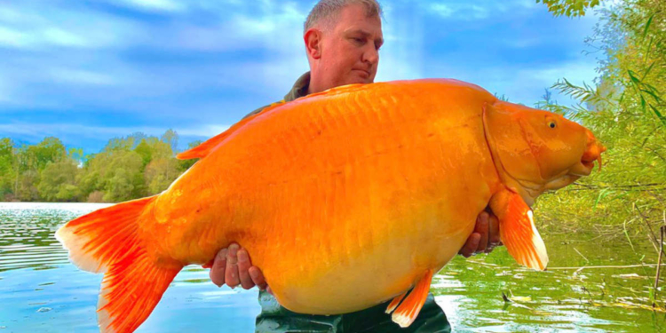 Angler Andy Hackett et le plus gros poisson rouge
