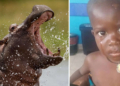 Un enfant avalé à moitié puis recraché par un hippopotame en Ouganda