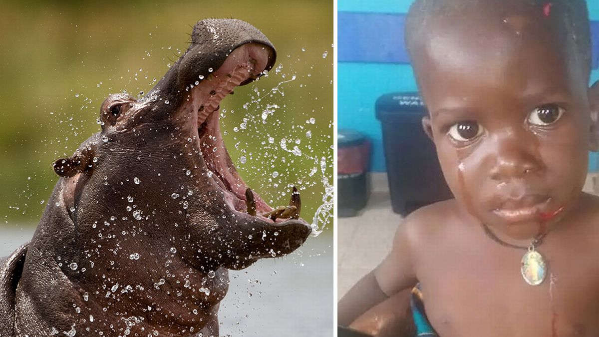 Un enfant avalé à moitié puis recraché par un hippopotame en Ouganda