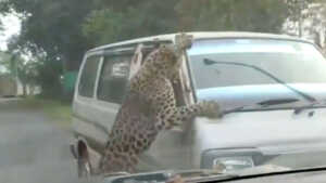 Un léopard en furie attaque et blesse plusieurs personnes en Inde (vidéo)