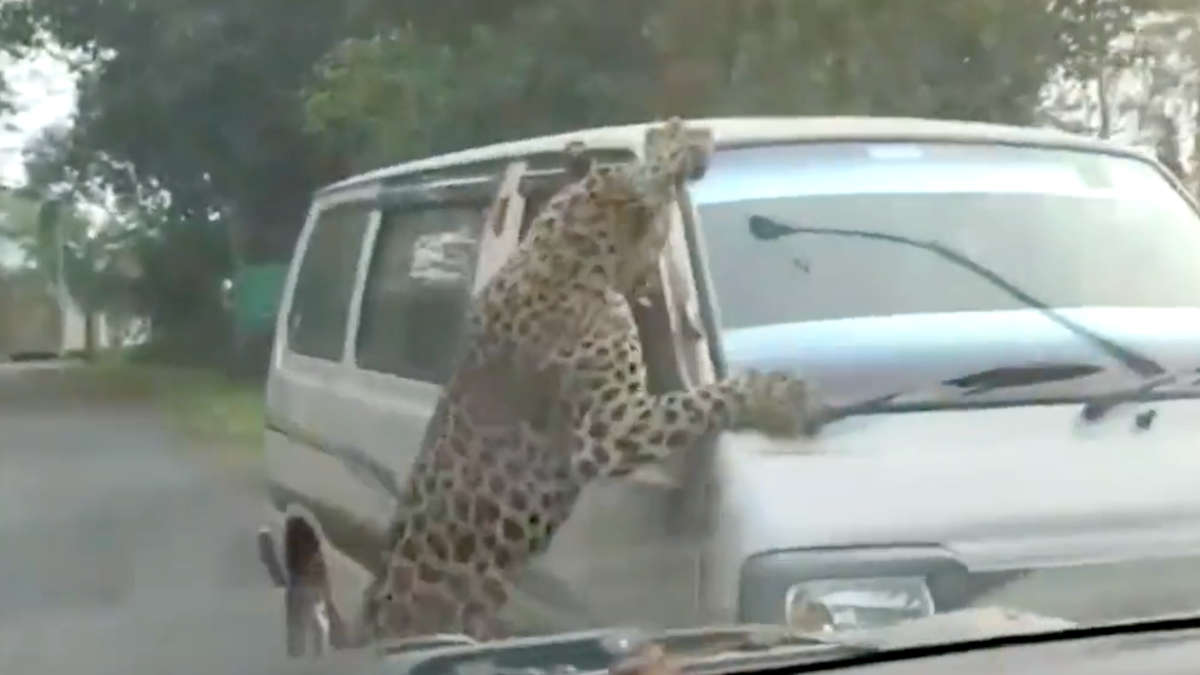 Un léopard en furie attaque et blesse plusieurs personnes en Inde (vidéo)