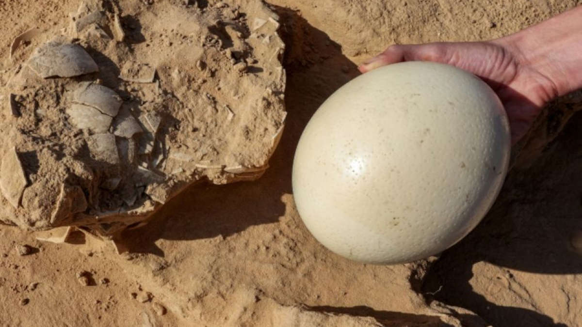 Des œufs d’autruche datant de plus de 4000 ans découverts en Israël