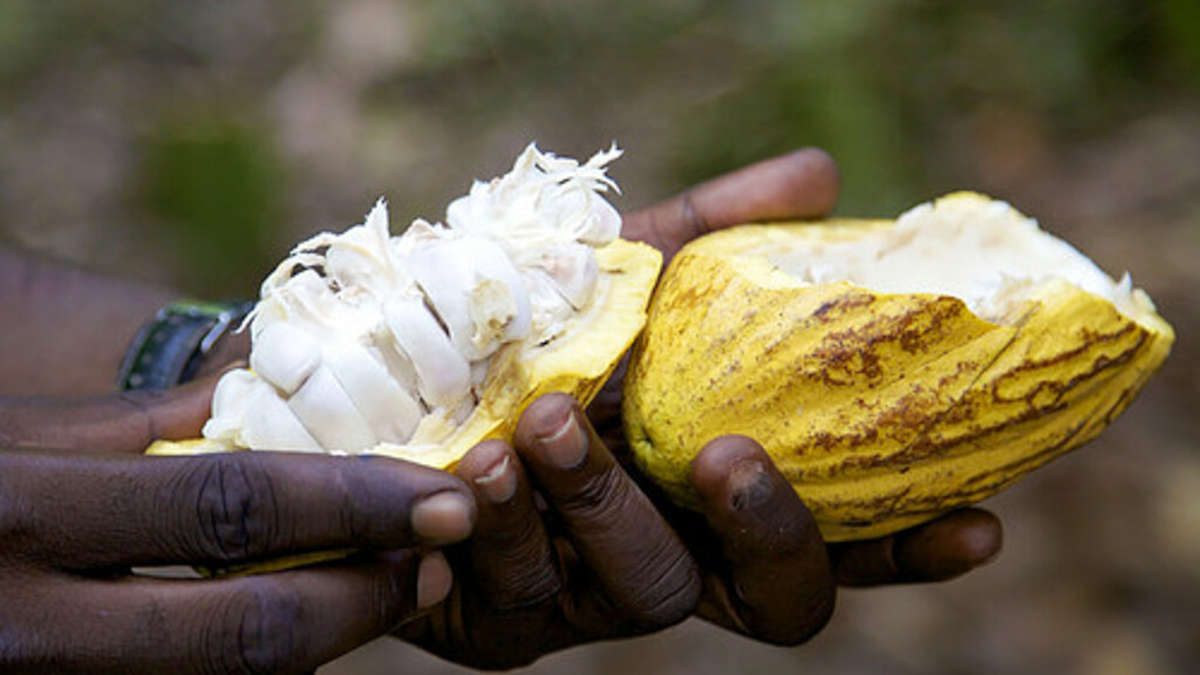 Santé: les bienfaits incroyables du Cacao