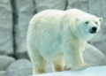 Une maman et son bébé tués par un ours polaire aux USA