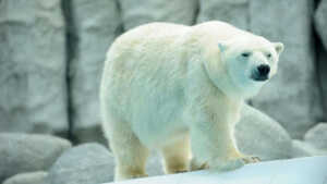 Une maman et son bébé tués par un ours polaire aux USA