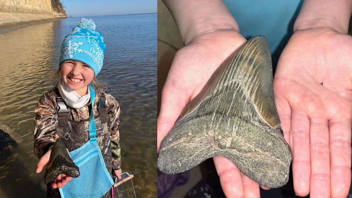Une fillette découvre l’énorme dent d’un requin disparu depuis des millions d’années