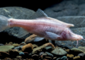 Un poisson avec de « petites cornes » découvert en Chine
