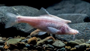 Un poisson avec de « petites cornes » découvert en Chine