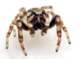 De nouvelles espèces d’araignées découvertes en Israël