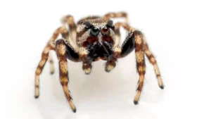 Les USA menacés par… des araignées géantes