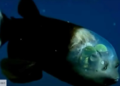 Découverte d'un étrange poisson à la tête transparente (Vidéo)