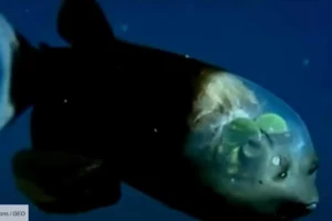 Découverte d'un étrange poisson à la tête transparente (Vidéo)