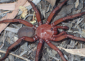 Une araignée géante et rare découverte en Australie