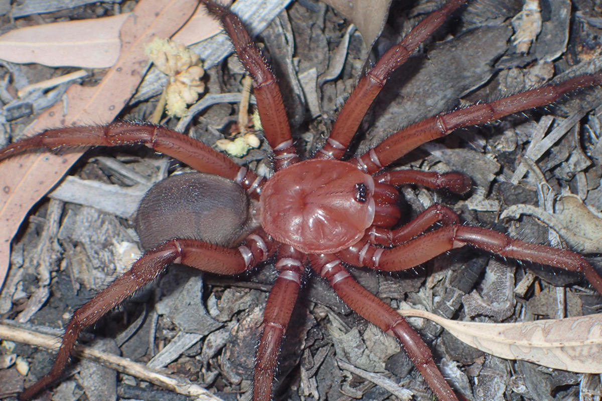 Une araignée géante et rare découverte en Australie