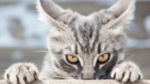 La Russie travaille sur un vaccin anti-covid pour les animaux
