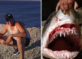 Un homme disparu retrouvé dans le ventre d'un requin