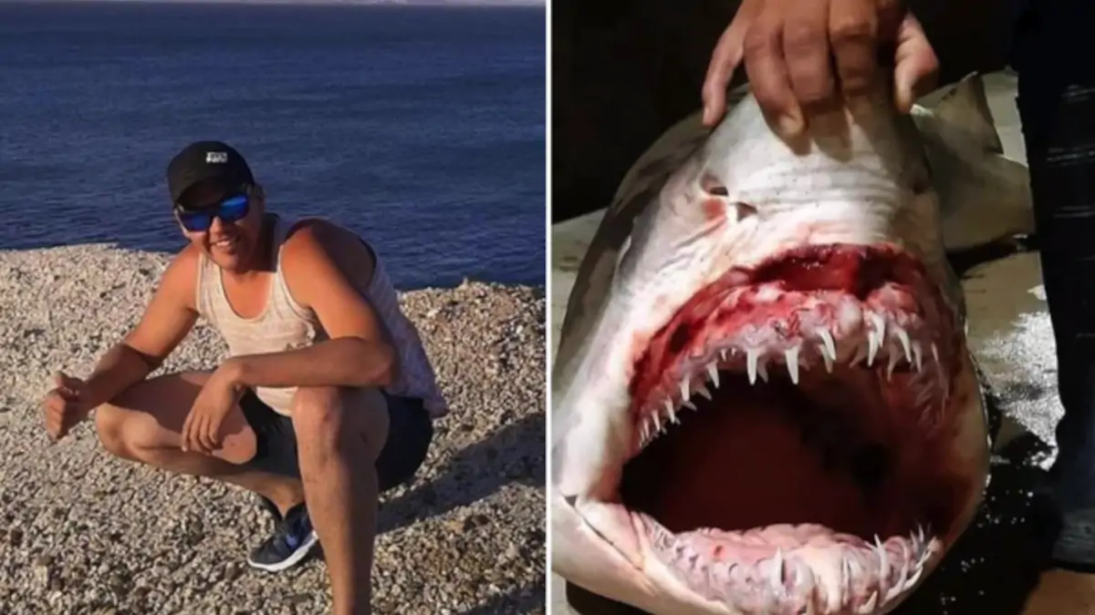 Un homme disparu retrouvé dans le ventre d'un requin