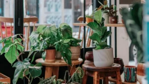 Les plantes émettent des sons pour communiquer entre elles selon une étude