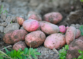 14 personnes meurent ensevelies sous des pommes de terre en Inde