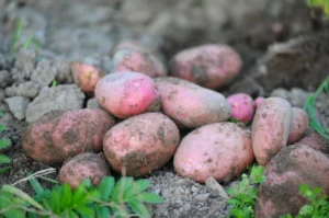 Maghreb: face à la cherté des produits, un pays prend des mesures